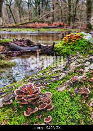 Champignons polypores à zones multiples qui poussent sur un arbre tombé à côté du ruisseau inondé de moucheques dans le parc national de New Forest Banque D'Images