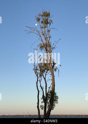 Yarrawonga, lac Mulwala, lac, lune, eucalyptus, coucher de soleil, nature Banque D'Images