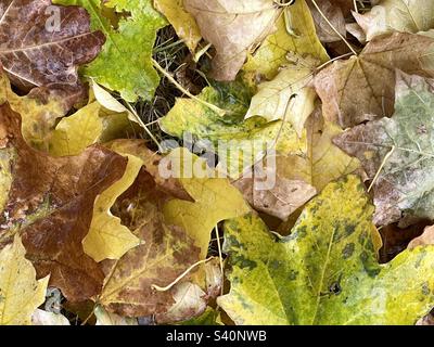 Les feuilles d'érable récemment tombées sont humides avec de la neige et de la sleet. L'eau douce de tempête couvrant les feuilles fait vraiment ressortir leur couleur et texture. Banque D'Images