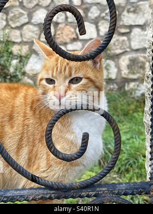 Tabby et chat blanc derrière une clôture de fer. Banque D'Images