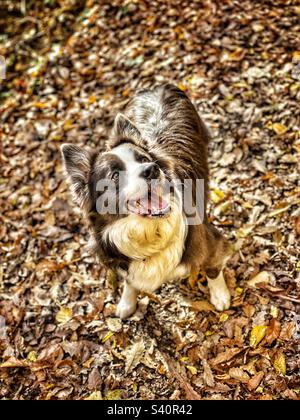 Border collie dans les bois d'automne Banque D'Images