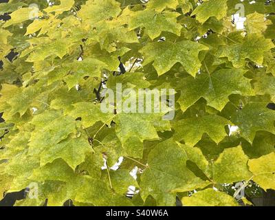 Maple tree leaves are dripping wet during a storm in Utah, USA. Banque D'Images