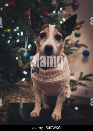 Jack Russell Terrier chien portant un chandail assis devant l'arbre de Noël regardant l'appareil photo. Banque D'Images