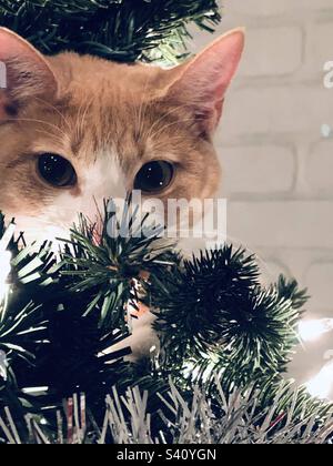 Yeux de chat Banque D'Images