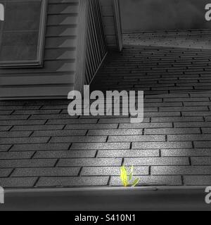 Une graine de pissenlit doit avoir été attrapée par le vent et plantée dans ma gouttière sale et obstruée. Un endroit inhabituel pour un « jardin ». Banque D'Images