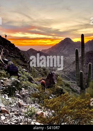 En descendant le coucher du soleil de montagne, Saguaro sentinelles et Piestewa Peak silhouetted contre des nuages orange d'or, géant Saguaro, créosote en premier plan, 40th rue, Phoenix Mountain Preserve, Arizona Banque D'Images