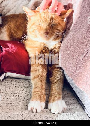 Chat au gingembre bénéficiant d'un massage de la tête. Soleil réchauffant sa fourrure. Banque D'Images