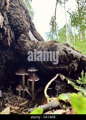 Une famille de champignons trouve refuge sous une généreuse racine d'arbre le jour pluvieux de l'Oregon. Banque D'Images