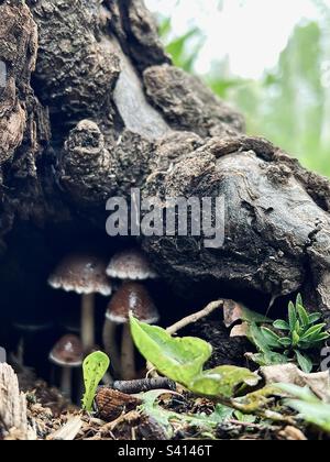 Famille de champignons trouver refuge sous une racine d'arbre le jour pluvieux de l'Oregon. Banque D'Images