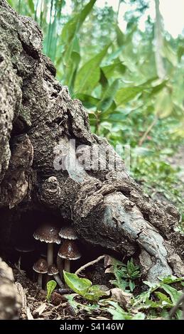 Une famille de champignons trouve refuge sous une généreuse racine d'arbre le jour pluvieux de l'Oregon. Banque D'Images