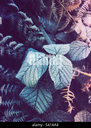 Feuilles d'hiver couvertes de gel sur un froid matin de décembre dans un fond de nature Banque D'Images