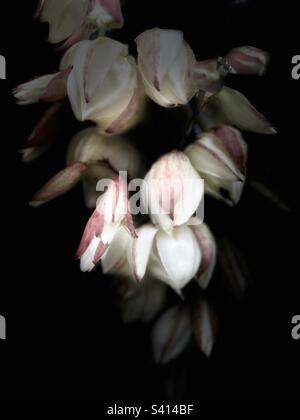 Fleurs Yucca blanches et roses avec fond noir foncé. Banque D'Images