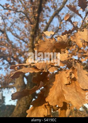 Branches de feuilles brunes d'un chêne (Quercus robur). Banque D'Images