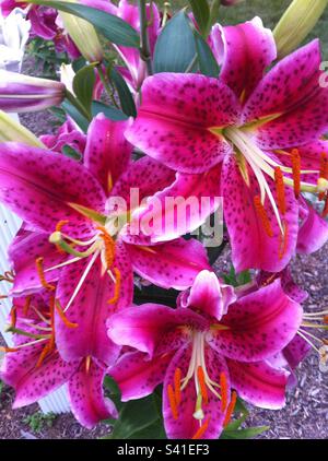 Lilas Stargazer rose vif en pleine fleur de gros plan Banque D'Images