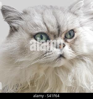 Chinchilla Perse chat gros plan portrait . Banque D'Images