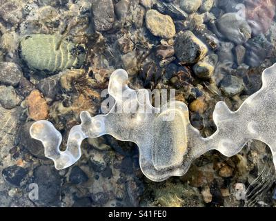 Sculpture incurvée semi-transparente sur glace avec petites bulles d'air enfermées ; rochers de rivière colorés immergés en dessous. Fleuve Yukon, Whitehorse. Banque D'Images