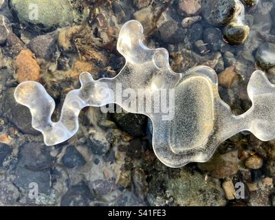 Sculpture incurvée semi-transparente sur glace avec petites bulles d'air enfermées ; rochers de rivière colorés immergés en dessous. Fleuve Yukon, Whitehorse. Banque D'Images