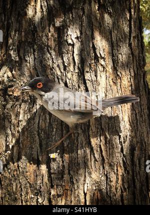 Paruline sarde (Curruca melanocephala), Catalogne, Espagne. Banque D'Images