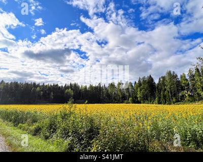 Champ de tournesols lumineux jaune cultivé pour le public libre ramasser pour les gens joie avec la ligne de treeline sur le fond sous le ciel bleu clair avec des nuages blancs Banque D'Images