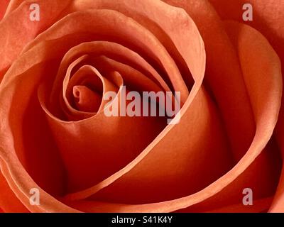 Rose orange Banque D'Images