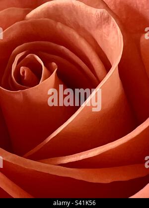 Rose Orange close up Banque D'Images