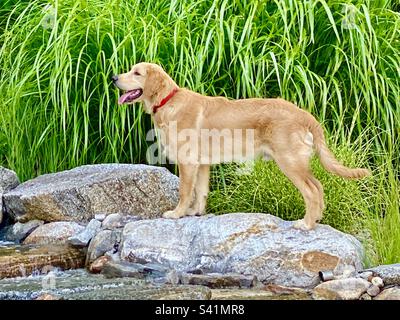 Joyeux chien Golden Retriever en été debout sur des rochers dans un ruisseau d'eau avec de hautes herbes vertes en arrière-plan Banque D'Images