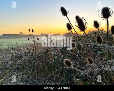 Des petites cuillères froisées silhouetées contre un ciel d'hiver à l'aube. Banque D'Images