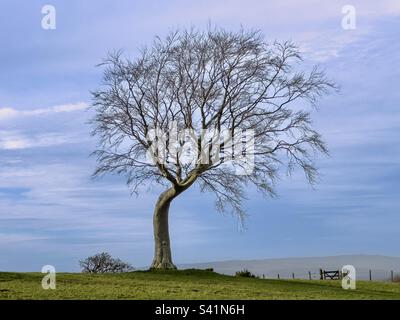 Arbre bien abîmé Banque D'Images