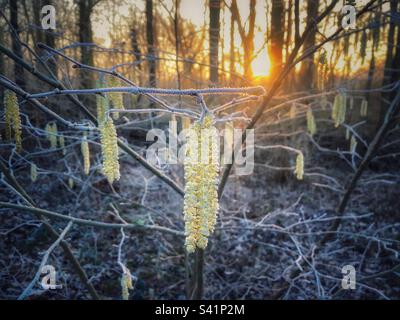 Chatons de Hazel jaune au soleil d'hiver tôt le matin. Banque D'Images