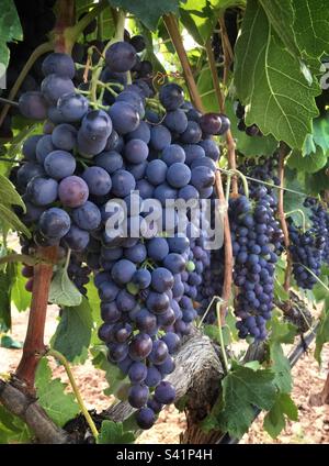 La maturation des raisins de Syrah sur la vigne, en Catalogne, Espagne. Banque D'Images