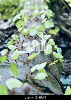 Fourmis de coupe de feuilles portant des morceaux de feuilles sur une ligne d'arbre dans la forêt au Costa Rica Banque D'Images