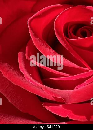 Rose rouge close up Banque D'Images