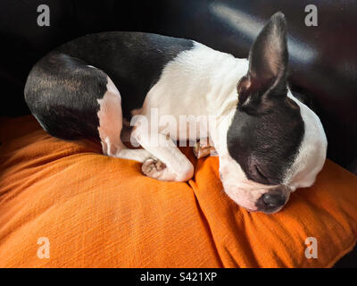 Le Boston Terrier s'endormit sur un coussin orange Banque D'Images