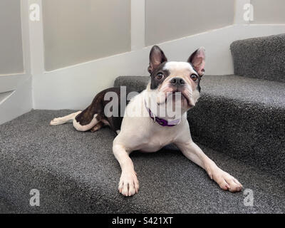 Chien de Boston Terrier allongé sur un escalier recouvert de moquette donnant sur le sol Banque D'Images