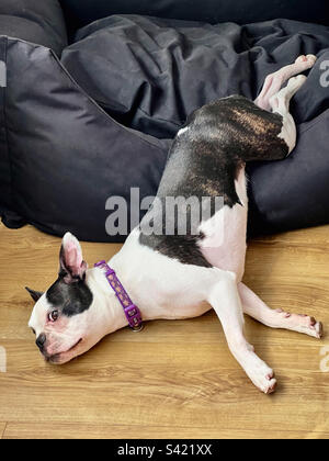 Boston Terrier allongé à moitié dans un lit pour animaux de compagnie et à moitié dans un lit pour animaux de compagnie. Elle regarde la caméra. Banque D'Images