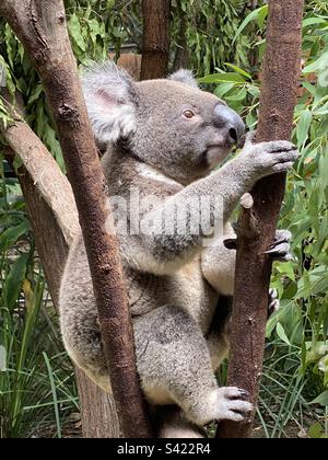 Adorable ours Koala d'Australie Banque D'Images