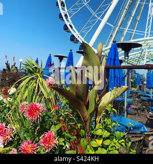 Août 2022, Flowers on Pier 57, Seattle Great Wheel in the Background, Seattle, Washington, États-Unis Banque D'Images