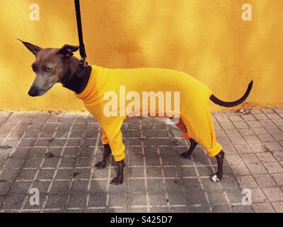 Adorable lévrier italien portant un pull jaune comme elle se tient à côté d'un mur jaune Banque D'Images