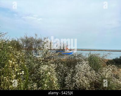 Retama monosperma, buisson de la mariée Veil Broom sur la côte sur Ilha de Tavira (traduit comme l'île Tavira) partie du parc national portugais Ria Formosa, Algarve Banque D'Images