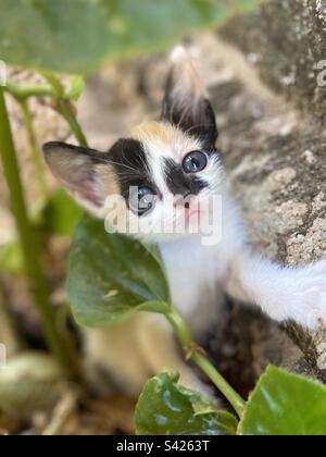 Beau chaton Banque D'Images