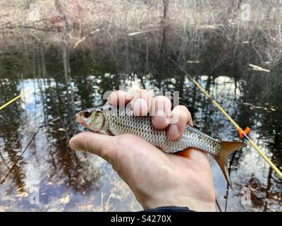 La main du pêcheur tient le poisson pêché de l'épinette sur le fond des barres de pêche près d'une petite rivière dans la forêt de Yakutia. Banque D'Images