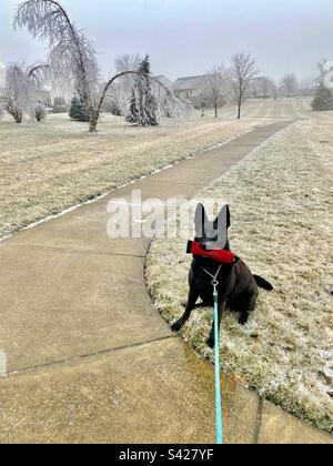 Chien noir après la tempête de verglas Banque D'Images