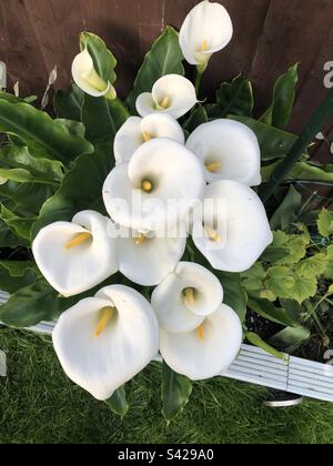 Zantedeschia aethiopica, nénuphars, nénuphars Banque D'Images