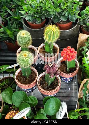 Assortiment de cactus ou cactus à vendre au fleuriste Banque D'Images