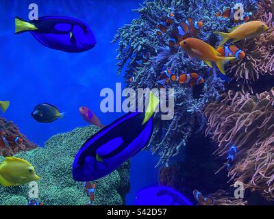 Poissons tropicaux nageant dans un aquarium à l'aquarium de la baie de Monterey - Monterey, Californie Banque D'Images