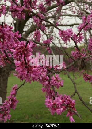 Fleurs d'arbre de Bud rouge Banque D'Images