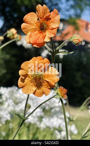 Geum Quellyon, communément appelé écarlate avens, avens chiliens, Double Bloody Mary, ou Grecian rose Banque D'Images