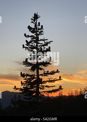 Un pin silhoueté contre un coucher de soleil sur le Mont Shasta – Californie Banque D'Images