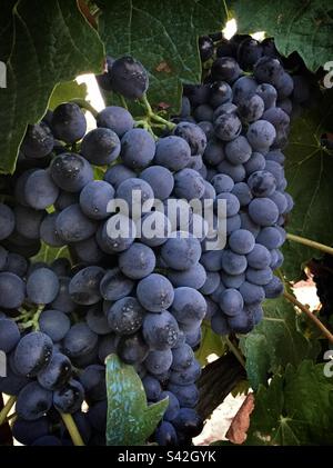 La maturation des raisins de Syrah sur la vigne, en Catalogne, Espagne. Banque D'Images