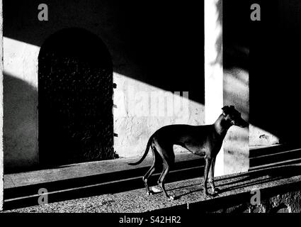 Image dramatique d'un greyhound italien debout près d'un mur éclairé par le soleil Banque D'Images